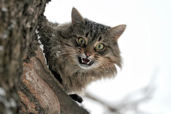 Mewing cat sits on a tree — Stock Photo, Image