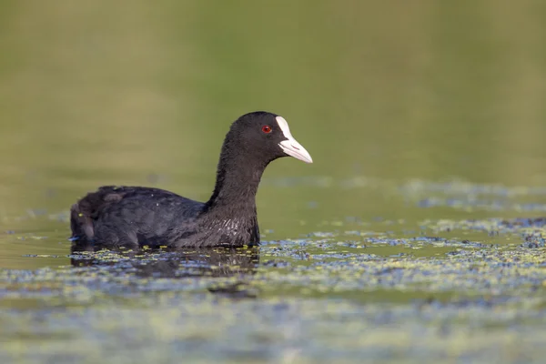 Eurasian coot in the wild nature — Stock Photo, Image