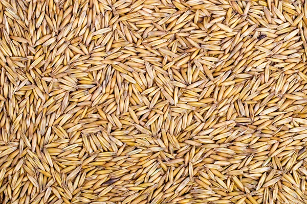 Crude closeup of oats Stock Image