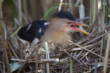 Küçük Balaban (Ixobrychus sylviella)
