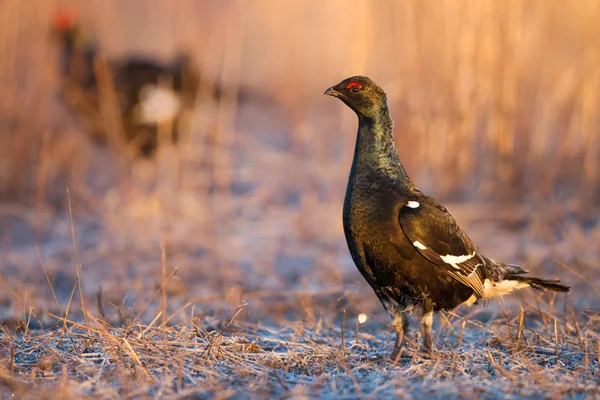 Fiatal nyírfajd (Tetrao tetrix) — Stock Fotó