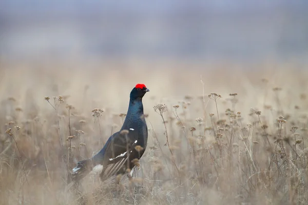 Black grouse (Tetrao tetrix) — Stock Photo, Image