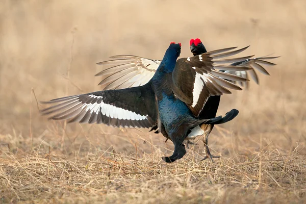 Black Grouse Fight Back — Stock Photo, Image