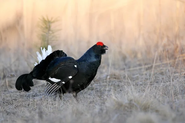 Birkhuhn (Tetrao tetrix)) — Stockfoto