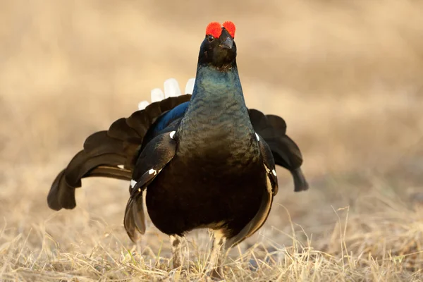 Black grouse (Tetrao tetrix) — Stock Photo, Image