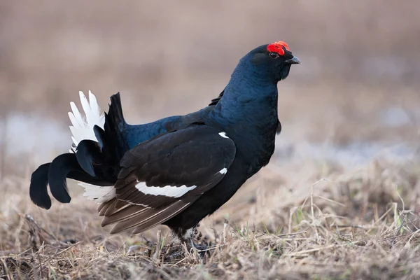 Black grouse (Tetrao tetrix) — Stock Photo, Image