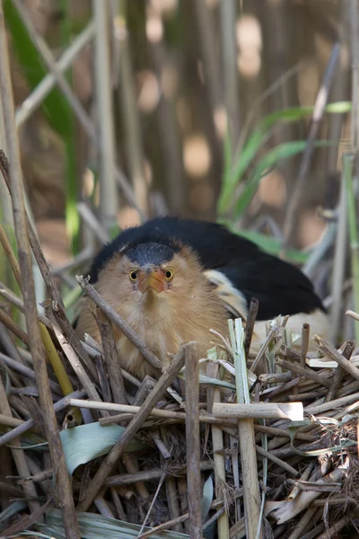 Küçük Balaban (Ixobrychus sylviella) — Stok fotoğraf