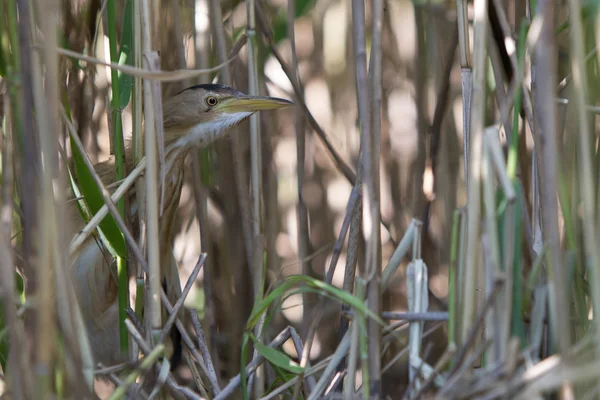 Küçük Balaban (Ixobrychus sylviella) — Stok fotoğraf