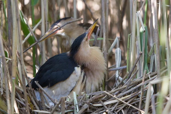 Küçük Balaban (Ixobrychus sylviella) — Stok fotoğraf