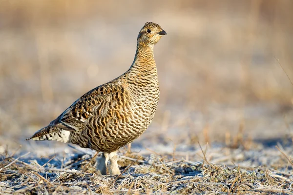 Orman Tavugu Stok Fotograflar Orman Tavugu Telifsiz Resimler Gorseller Depositphotos Orman Tavugu Stok Fotograflar Orman Tavugu Telifsiz Resimler Gorseller Depositphotos