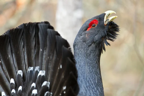 Male western capercaillie — Stock Photo, Image