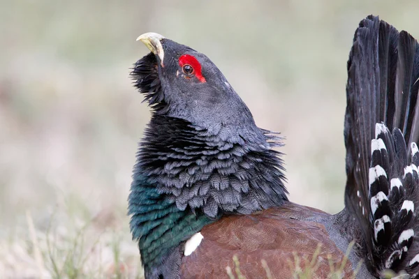 Mannelijke westerse auerhoen — Stockfoto