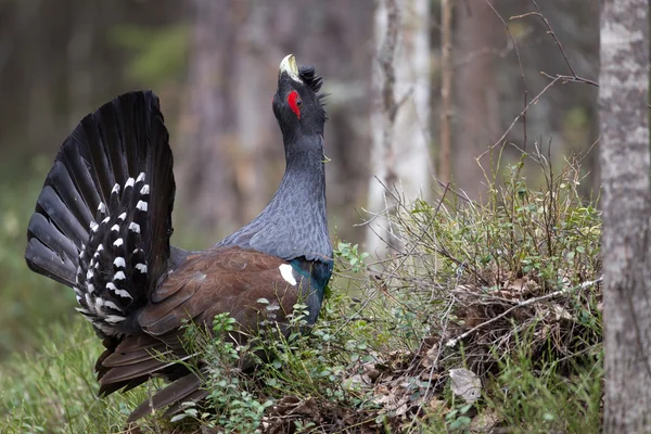 Male western capercaillie — Stock Photo, Image