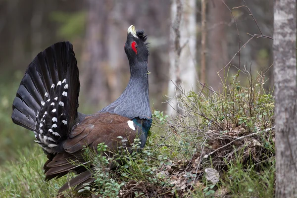 Capercaillie occidental masculino —  Fotos de Stock