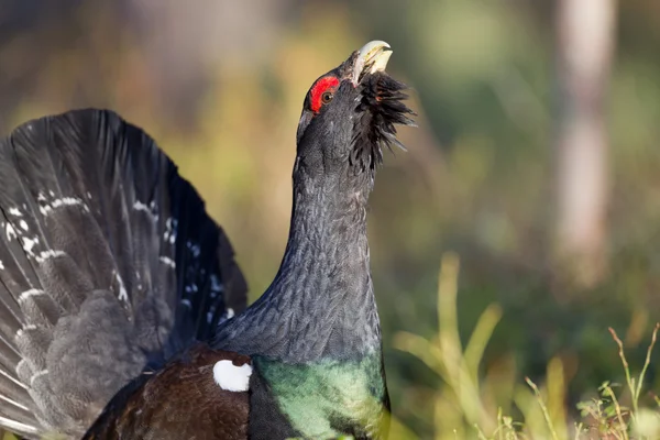 Mannelijke westerse auerhoen — Stockfoto