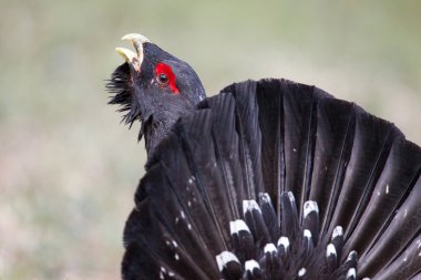 Erkek Batı çalıhorozu