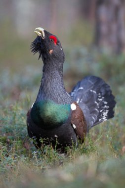 Male western capercaillie clipart
