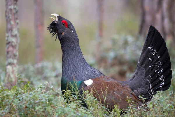 Male western capercaillie — Stock Photo, Image