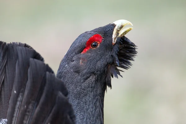 Male western capercaillie — Stock Photo, Image