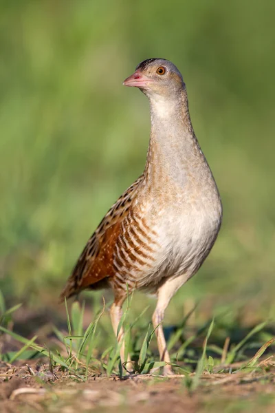 Vogel ein Wachtelkönig auf einer Frühlingswiese — Stockfoto