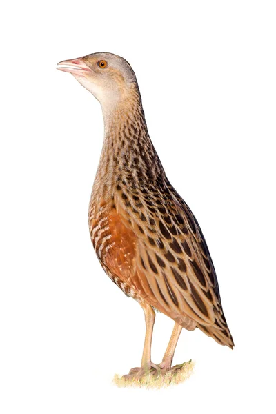 Bird a Corn crake isolated on the white — Stock Photo, Image