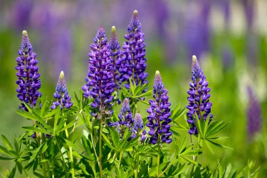 Menekşe lupines
