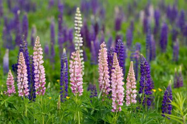 Pink, violet, blue and white Lupines
