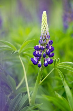 Single violet lupine