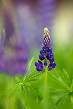 Young violet lupine