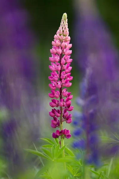 Roze lupine. — Stockfoto