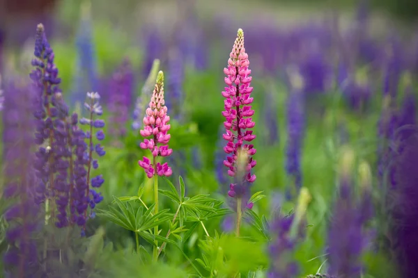 Pink and violet Lupines — Stock Photo, Image