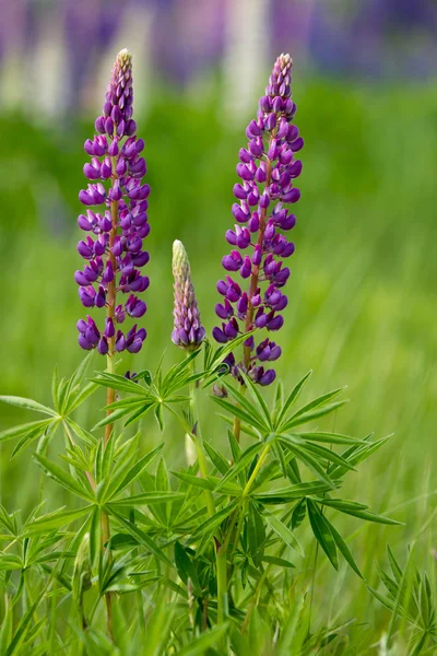 Lupinas lila — Foto de Stock