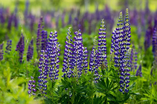 Violet-white lupines. — Stock Photo, Image