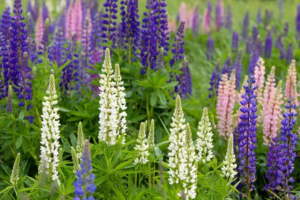 Rosa, violeta, azul y blanco Lupines — Foto de Stock