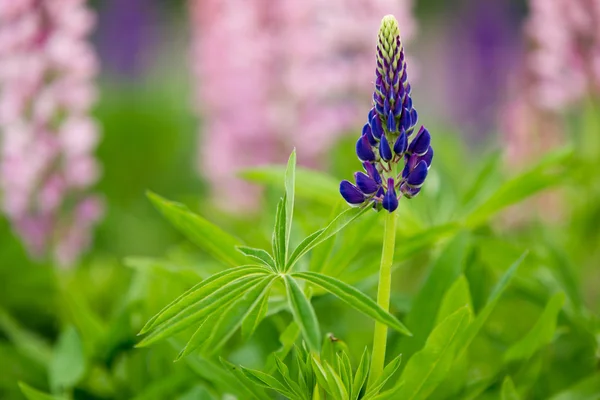 Violet lupine against the pink — Stockfoto