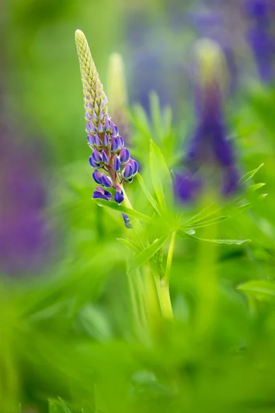 Young violet lupine — Stock Photo, Image