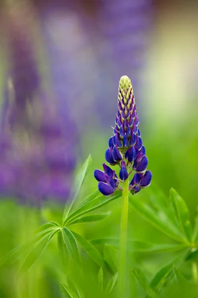 Young violet lupine — Stockfoto
