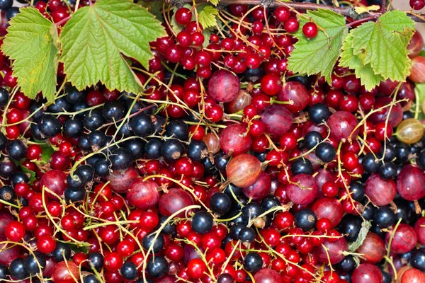 Krusbär vinbär svart och rött i en platta på ett bord — Stockfoto