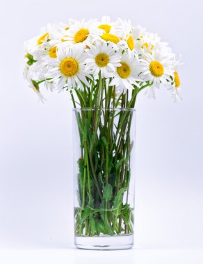 Chamomiles beyaz bir arka plan üzerinde bir vazoda