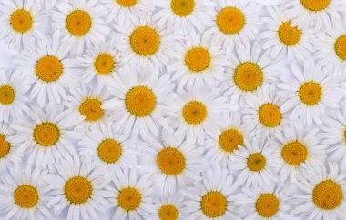 Chamomiles beyaz bir arka plan üzerinde