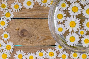 Chamomiles bir masaya bir tabak içinde