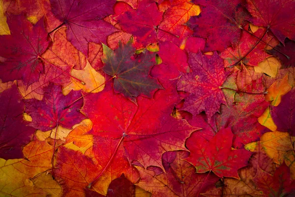 Фон осіннього кленового листя — стокове фото