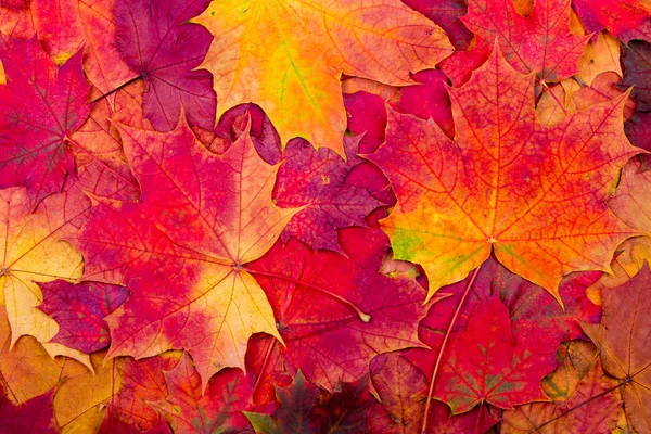 Maple leaf Stock Images - Search Stock Images on Everypixel