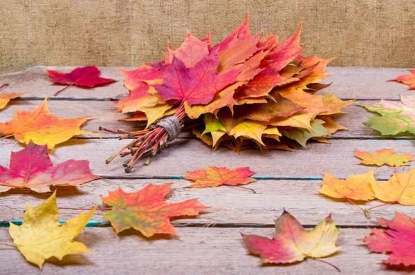 Bouquet de feuilles d'érable — Photo