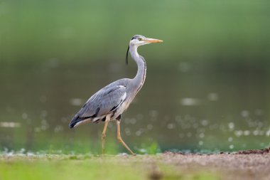 Gri balıkçıl doğada