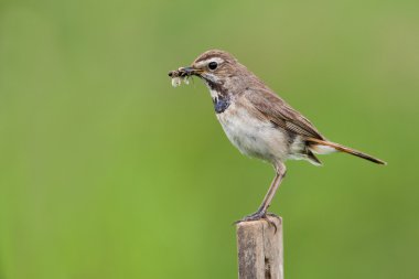 Doğa Bluethroat