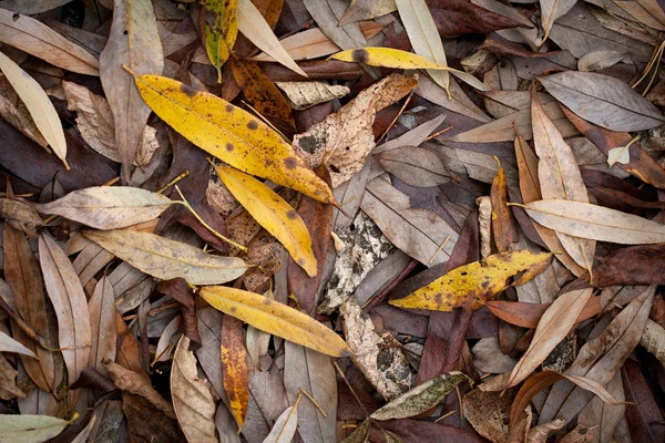 Herbstblätter — Stockfoto