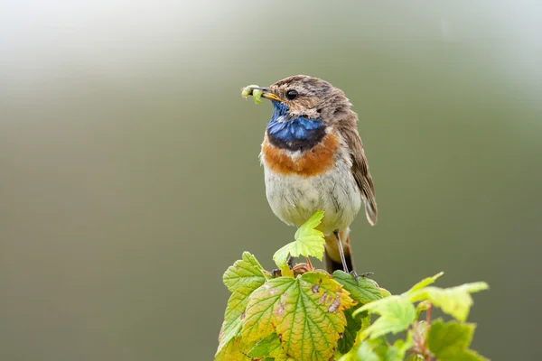 Garganta azul en la naturaleza — Foto de Stock