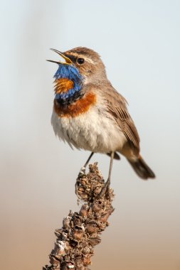 Doğa Bluethroat