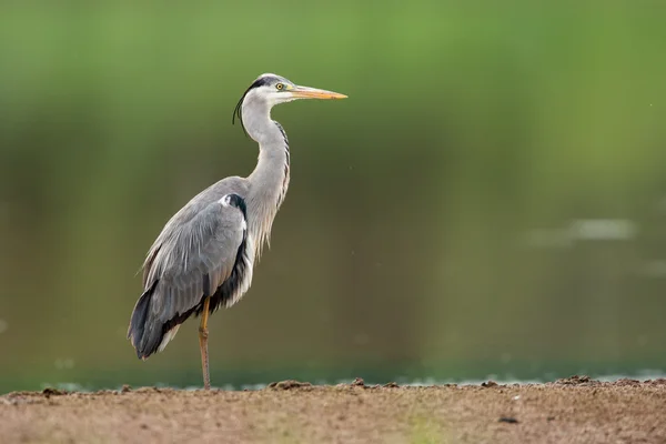 Grey Heron in the nature — Stock Photo, Image